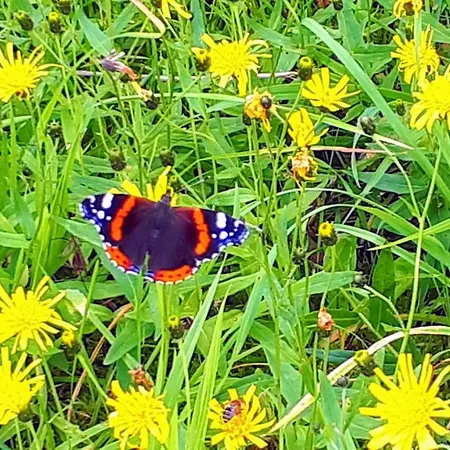 Eimind Ask (Sogn og Fjordane)